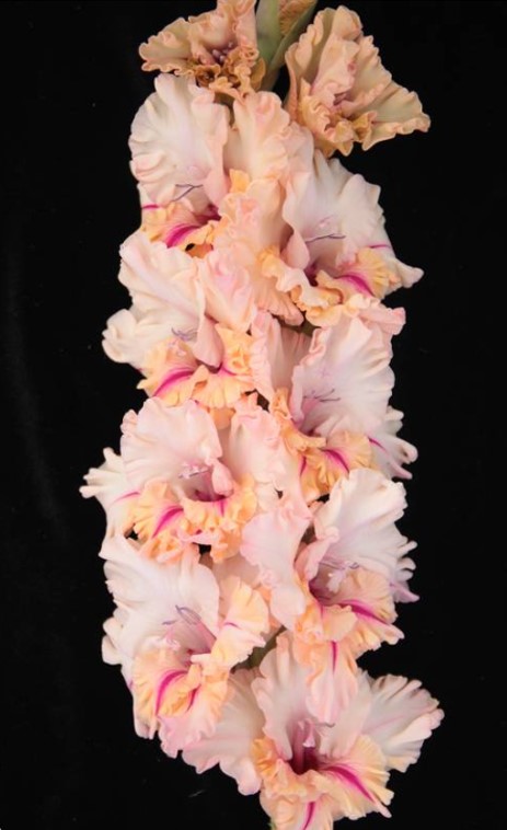 Гладиолус крупноцветковый Самурай